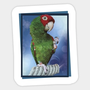 Red-masked Parakeet Sticker